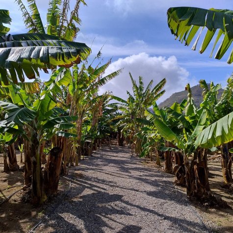 Premium-Tour: Öl, Oliven, Rum & Bananen
