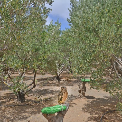 Premium-Tour: Öl, Oliven, Rum & Bananen