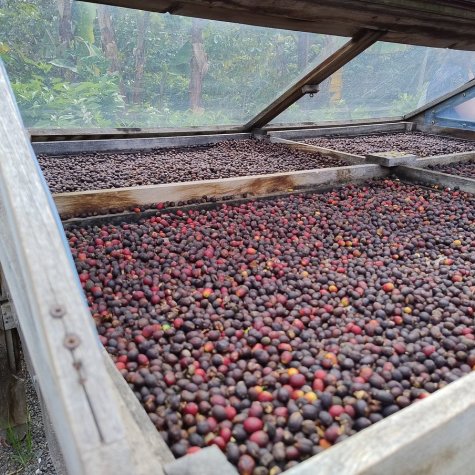 Premium-Tour – Kaffee, Mojo, Rum und Bananen