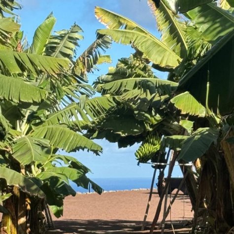 Premium-Tour: Öl, Oliven, Rum & Bananen