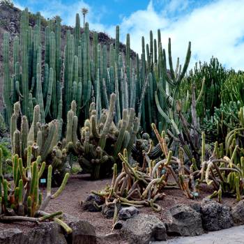 Ausflug Las Palmas + Botanischer Garten + Vulkan
